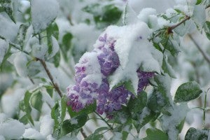 Christmas in April? These lilacs near Farmville were blanketed with snow a few years ago — living proof that weather is not following the rules.