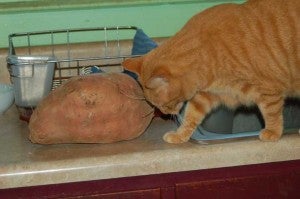 Hilda, named for Julian’s mother the late Hilda Covington, likes to help in the kitchen. Here she inspects an extra-large sweet potato.