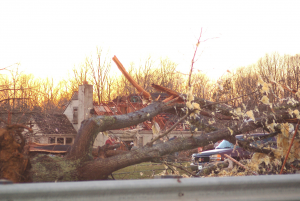 The powerful tornado that devastated Evergreen last week traumatized hundreds of residents. Animals were not exempt from the tragedy that destroyed or damaged over a hundred homes.