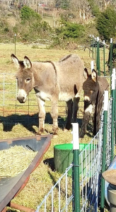 Two donkeys were all that remained of one Evergreen resident’s property. Volunteers from Virginia Donkey Rescue provided new fencing and a shelter. (Photo by Melissa Mills)