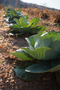 CARSON REEHER | HERALD Cabbage in the Young’s garden is still thriving. 