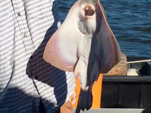 A skate caught from the Chesapeake Bay while trawling.