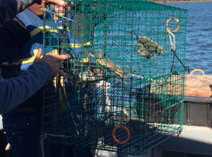 Students pulling up crab pots.