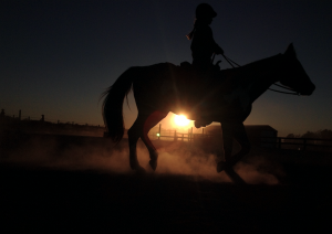 MEGAN GOIN A horse gallops along a ring in the sunset.