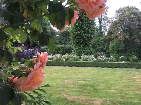 Roses and garden envy Farmville Farmville