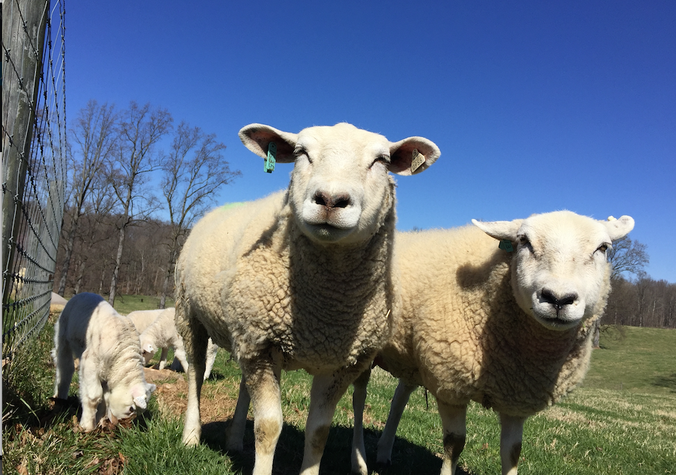 Starting a sheep or goat enterprise Farmville Farmville