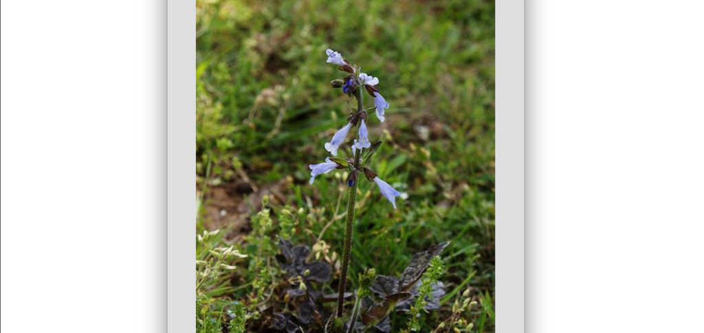 Lyreleaf sage An assertive native Farmville Farmville