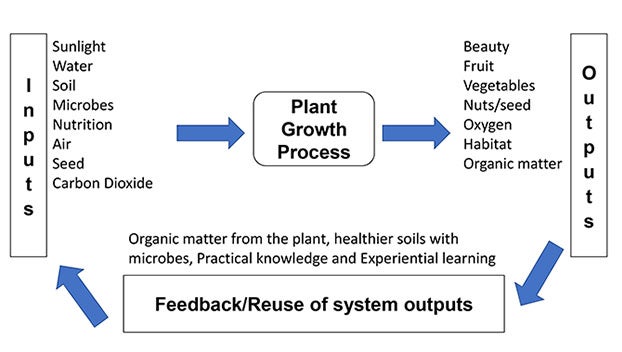 plant growth process