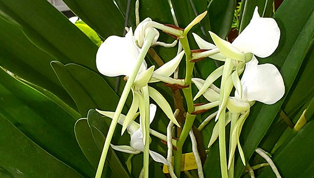 darwins orchid