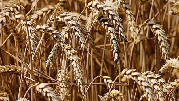 Virginia wheat